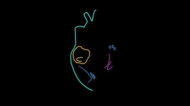 İnsan kalbi animasyonu