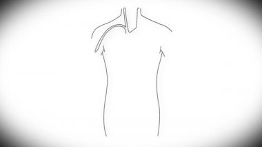 insan organları animasyon