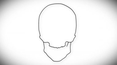 insan kafatası animasyon