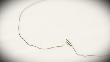 insan kafatası animasyon