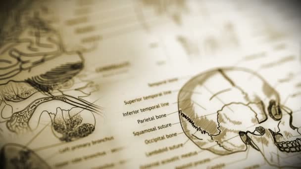 Animation des parties du corps humain illiustration Profondeur superficielle de la conception du film de terrain 