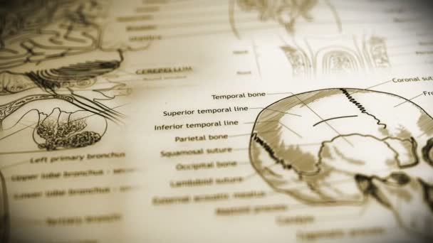 Menschliche Körperteile Animation Illiustration flache Tiefenschärfe Filmaufnahmen Design — Stockvideo