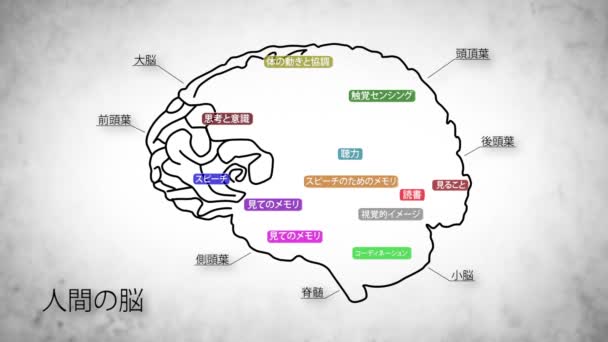 Animación del cerebro humano — Vídeo de stock