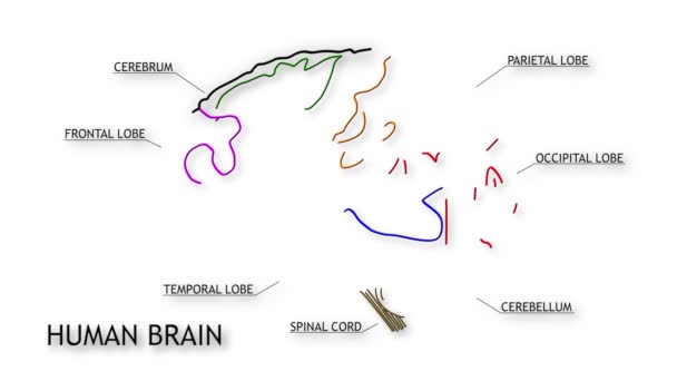 Animation des menschlichen Gehirns — Stockvideo