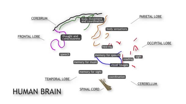 Animación del cerebro humano — Vídeo de stock