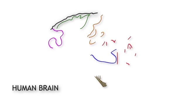 Animación del cerebro humano — Vídeo de stock