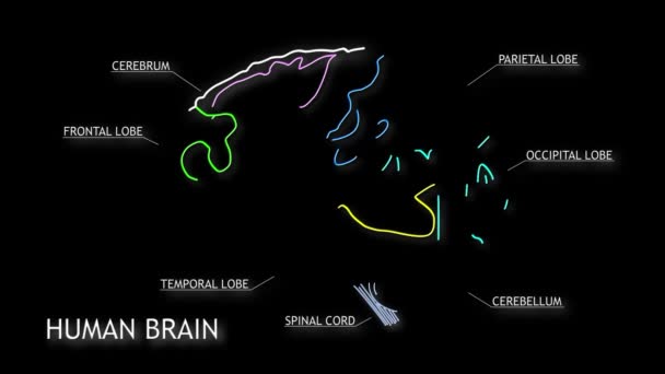 Lidský mozek animace — Stock video