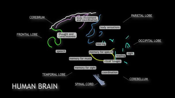 Mänskliga hjärnan animation — Stockvideo
