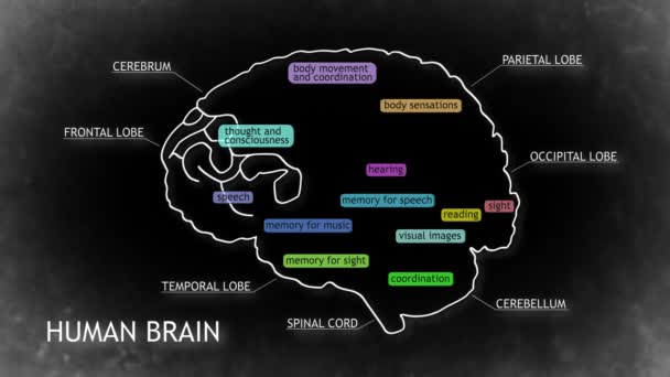 Animación del cerebro humano — Vídeo de stock