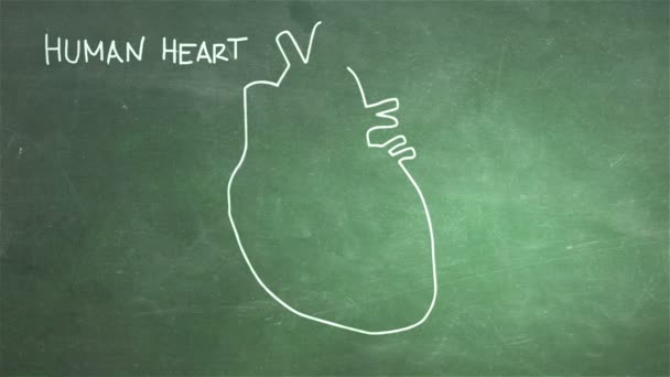 Menselijk hart animatie — Stockvideo