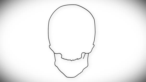 Human Skull Animation — Stock Video