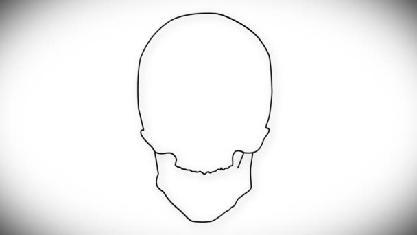 Animation du crâne humain 