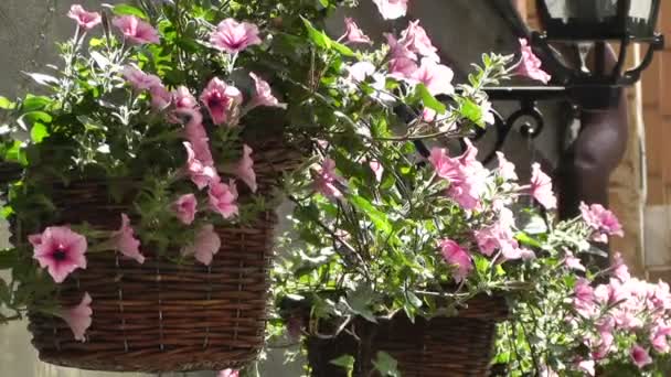 Lindas flores em uma antiga rua europeia — Vídeo de Stock