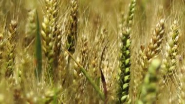 Olgun Başak buğday dalga üzerinde bir Rüzgar