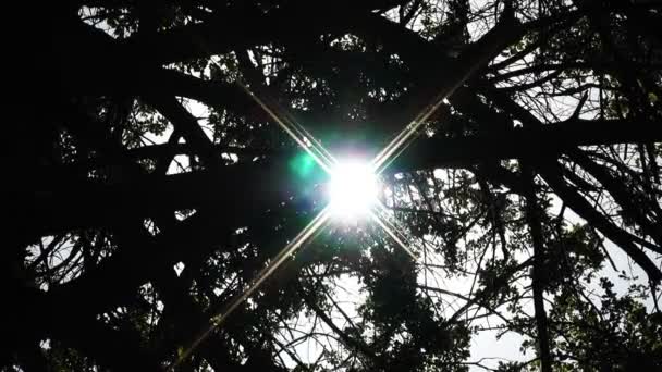 Zon schijnt door bomen — Stockvideo