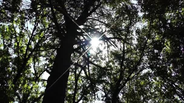 Sole splende attraverso gli alberi — Video Stock