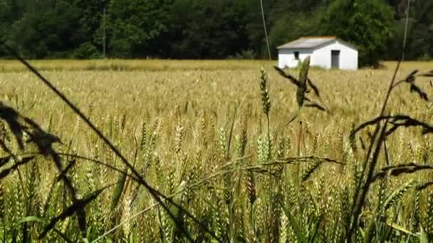 夏の麦畑 — ストック動画