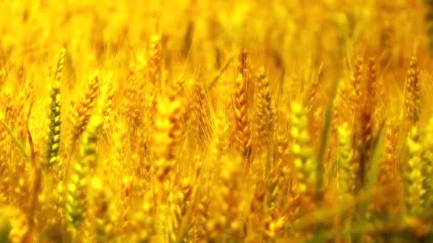 Las espigas maduras del trigo ondean al viento — Vídeos de Stock