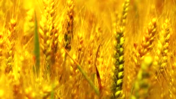 Orecchie mature di onda di grano su un vento — Video Stock