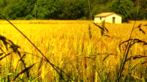 Wheatfield en el verano — Vídeo de stock