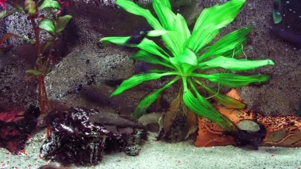 Aquarium, timelapse fishtank . — Video