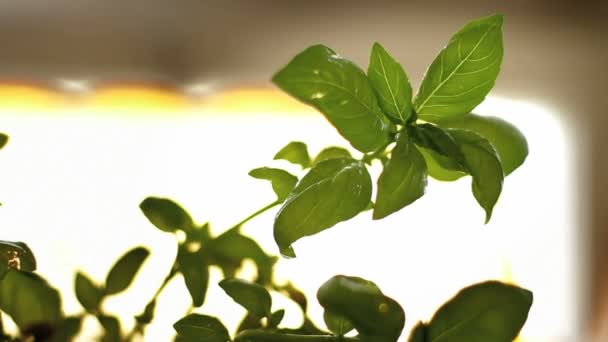 Basil - culinary herb closeup with spraying water. — Stock Video