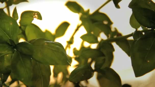 Basil - culinary herb closeup with spraying water. — Stock Video