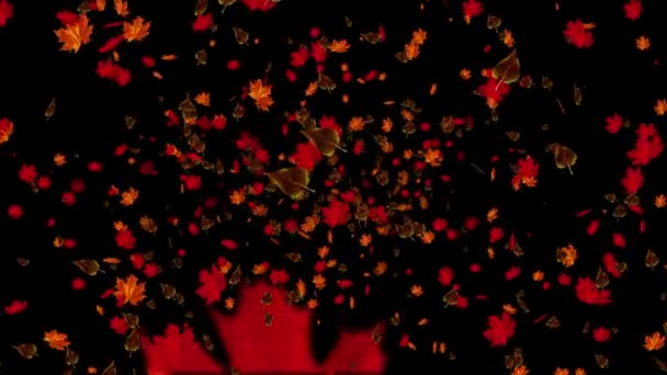 Chute automne feuilles animation — Video