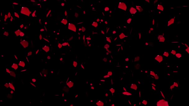 Pétales de rose tombant, animation .