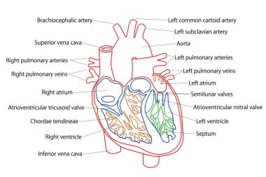 Human Heart structure clipart