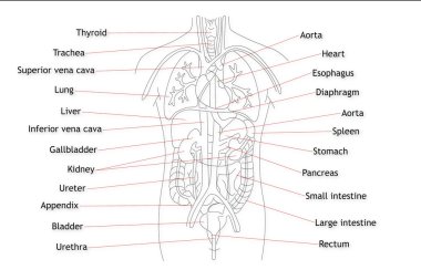 Human Organs structure clipart