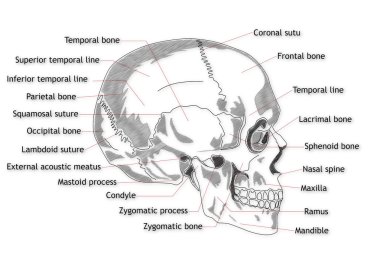 Human Skull structure clipart