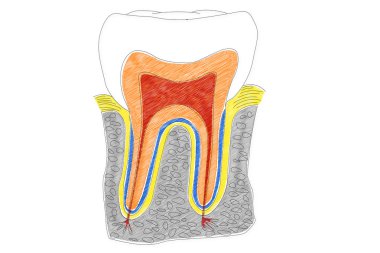 Human Tooth structure clipart