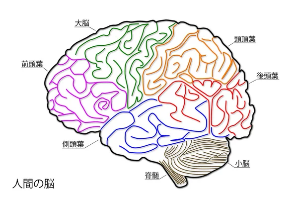 La estructura del cerebro humano en japonés — Foto de Stock