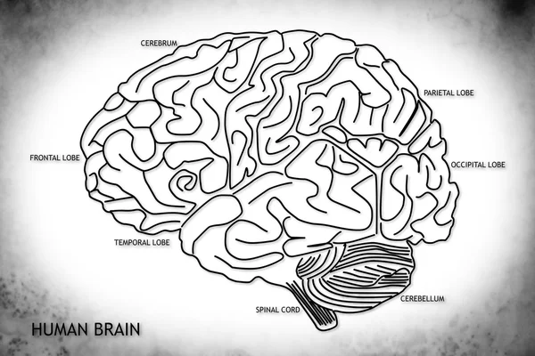 Struktury ludzkiego mózgu — Zdjęcie stockowe