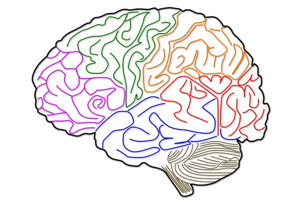 De structuur van de menselijke hersenen — Stockfoto