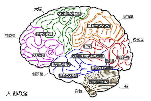 Die menschliche Gehirnstruktur auf japanisch — Stockfoto