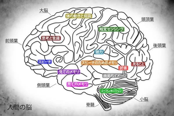 La estructura del cerebro humano en japonés — Foto de Stock