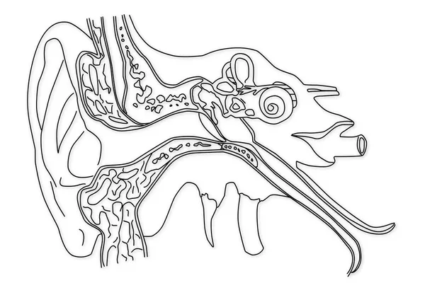 Estructura del oído humano —  Fotos de Stock