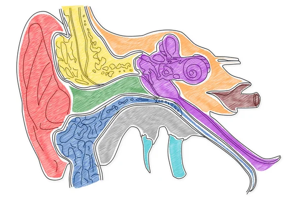 Human Ear structure — Stock Photo, Image