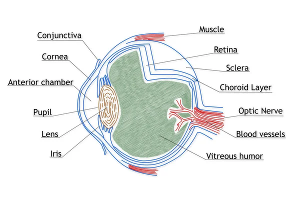 Estructura del ojo humano —  Fotos de Stock