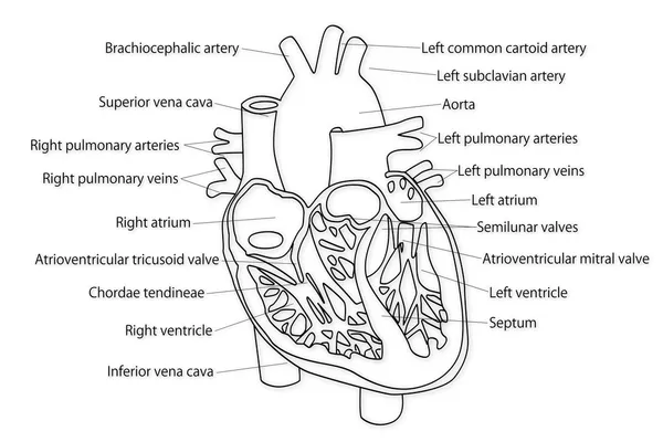 Az emberi szív szerkezete — Stock Fotó