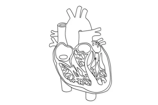 Estructura del corazón humano — Foto de Stock