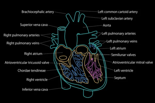 Estrutura pulmonar humana — Fotografia de Stock