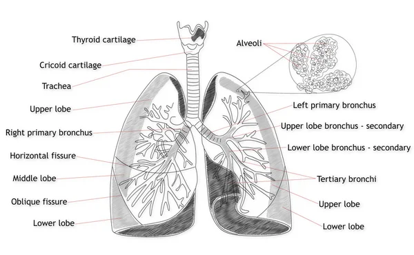 Estructura pulmonar humana — Foto de Stock