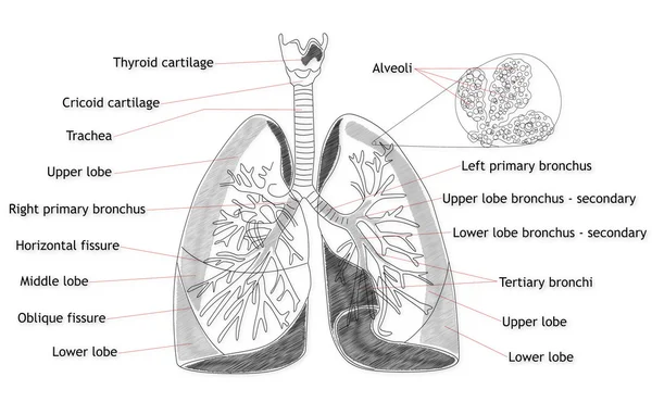 Estructura pulmonar humana —  Fotos de Stock