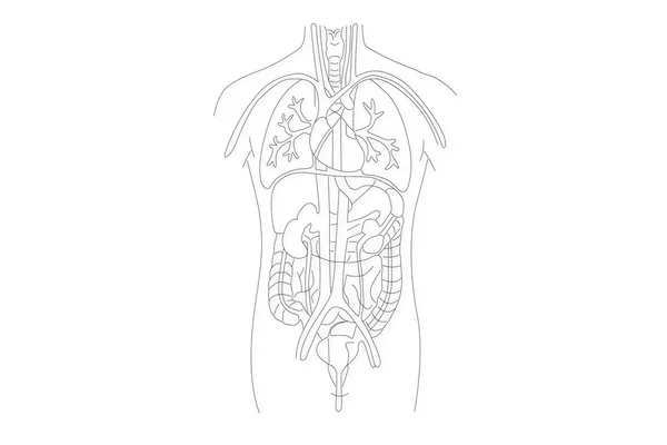 Estrutura de órgãos humanos — Fotografia de Stock