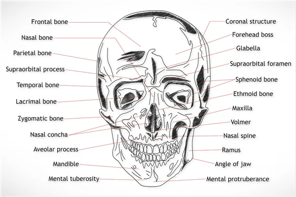 Людського черепа структури — стокове фото