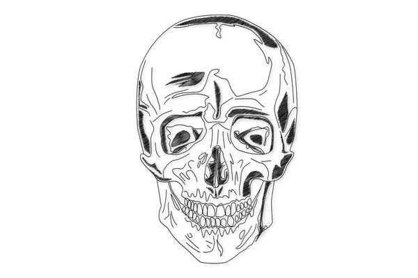 Human Skull structure — Stock Photo, Image