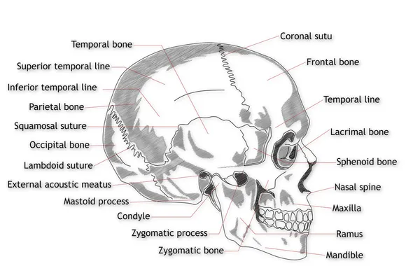 Struttura del cranio umano — Foto Stock